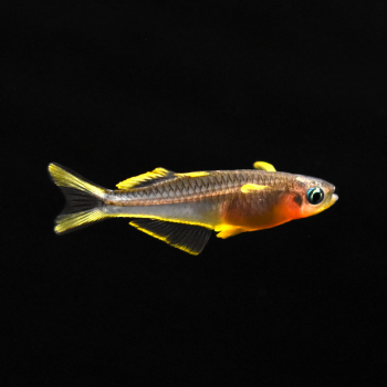 Gabelschwanz Regenbogenfisch, Popondichthys furcatus
